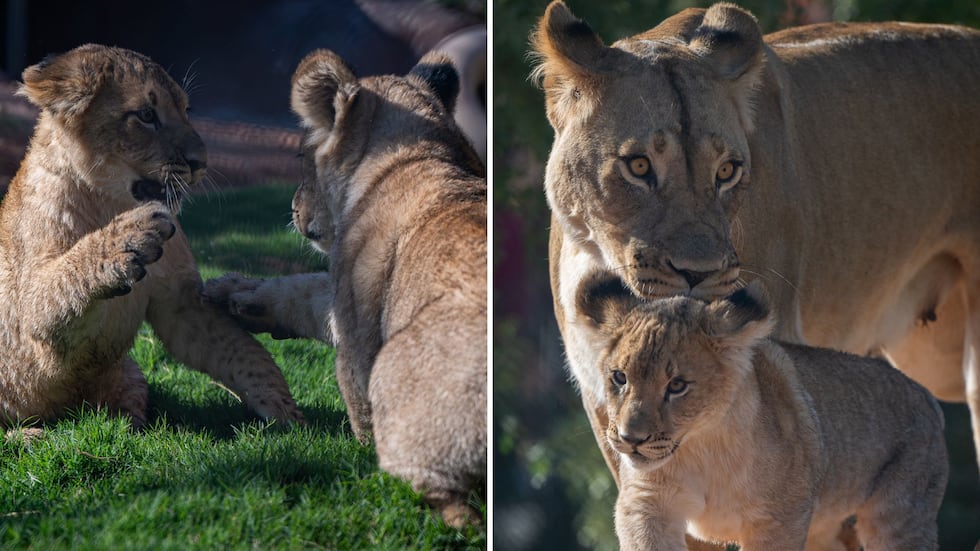 Here’s how to see the 4-month-old lion cubs at the Phoenix Zoo 1 Two lion cubs at the Phoenix Zoo made their debut in the Predator Passage lion habitat on Friday.