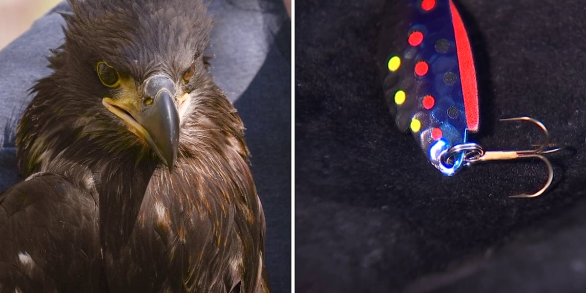 Bald eagle saved and recovering after swallowing fishhook in northern Arizona