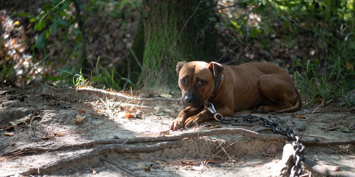 275 dogs rescued from dogfighting operation, Humane Society says