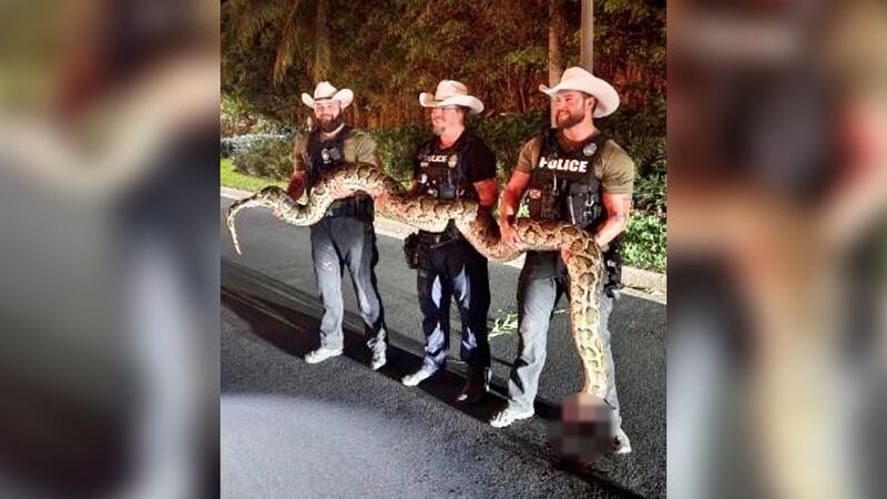 14ft Python 14-foot python removed from Florida neighborhood