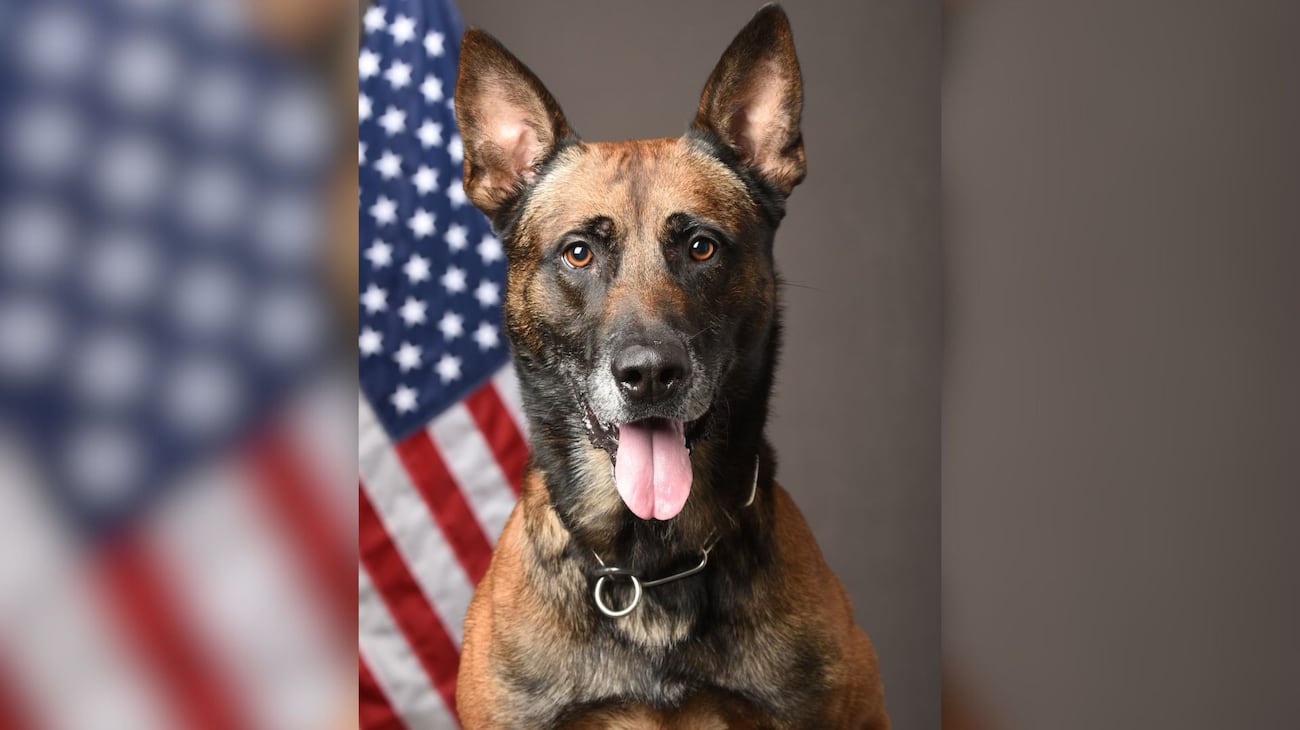 Pd Rocco Suspect dead, K-9 injured during shooting involving Scottsdale police