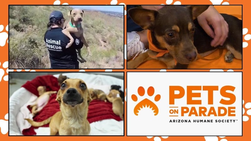 Humane Pets Looking for a furry friend? Adopt these 3 puppies through the Arizona ...