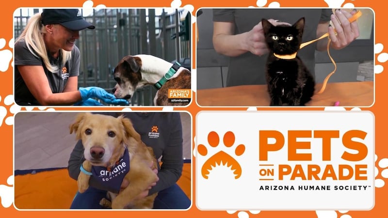 Perry Fanzo Keeping your pets safe during Thanksgiving