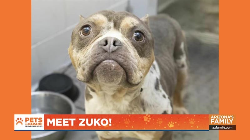Az Humane Looking for a furry friend? Adopt these 3 puppies through the Arizona ...