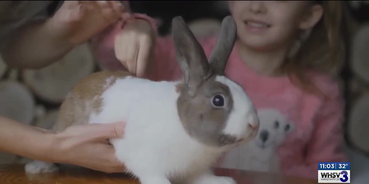 Animal Shelters Warn Against Gifting Rabbits for Easter
