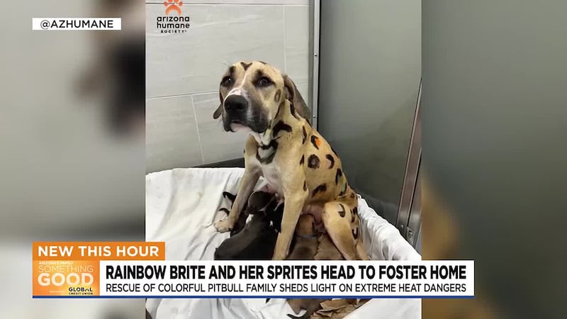 Az Humane Arizona Humane Society to reopen Sunnyslope campus amid overcapacity crisis