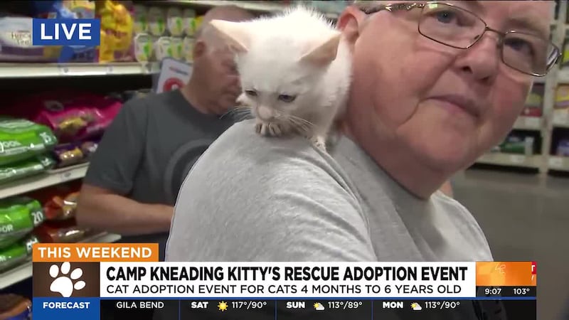 Looking for a new furry best friend? Kneading Kitty's Rescue is hosting a special adoption...