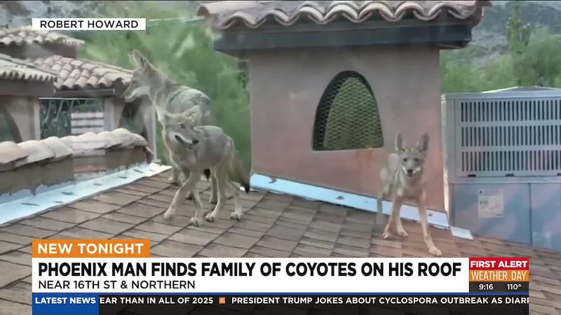 Robert Howard was awakened by a band of coyotes romping across his roof right outside his...