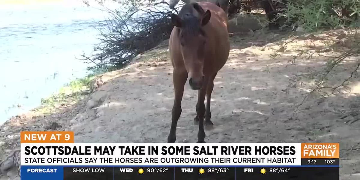 Scottsdale Mayor Proposes Sanctuary for Salt River Wild Horses Amid State Herd Reduction Plans