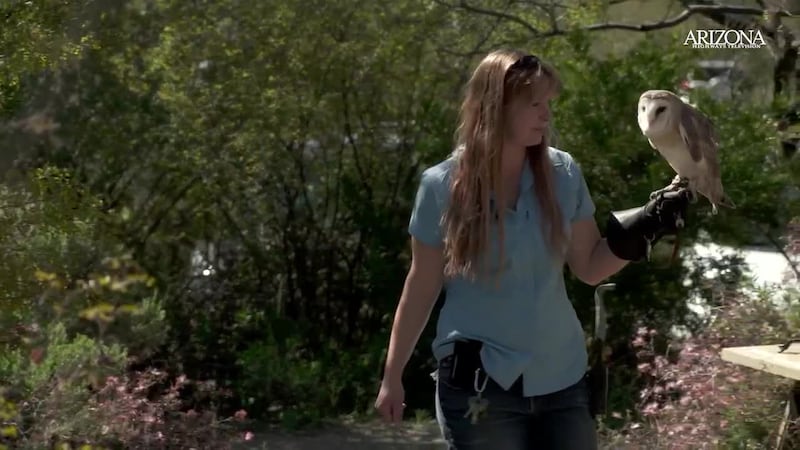 Explore the Arizona-Sonora Desert Museum, a unique blend of a zoo, aquarium, botanical garden,...