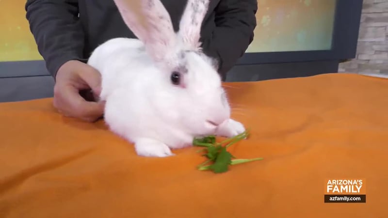 On this week’s episode, learn how the Arizona Cardinals are helping homeless pets in the...