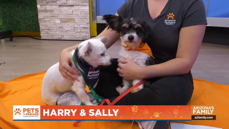 We'll also showcase lovable pets like Target, the bull terrier mix, and the kitten Chuck E....