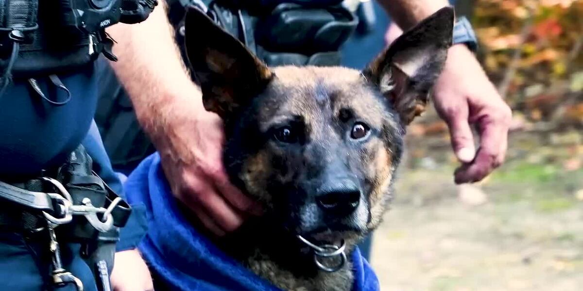 Multiple US Police Departments Mourn Loss of Veteran K9 Officers and Officer Angela Embry