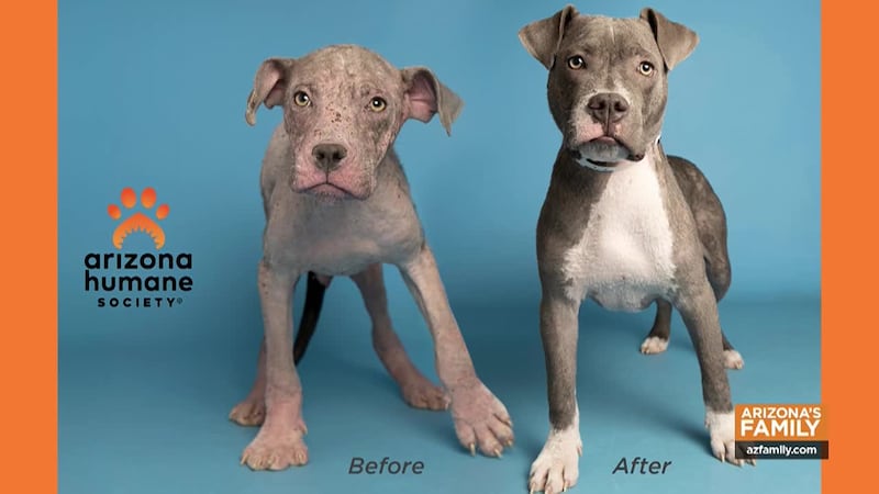 The Arizona Humane Society (AHS) has brought you 65 years of pets through their weekly TV show.