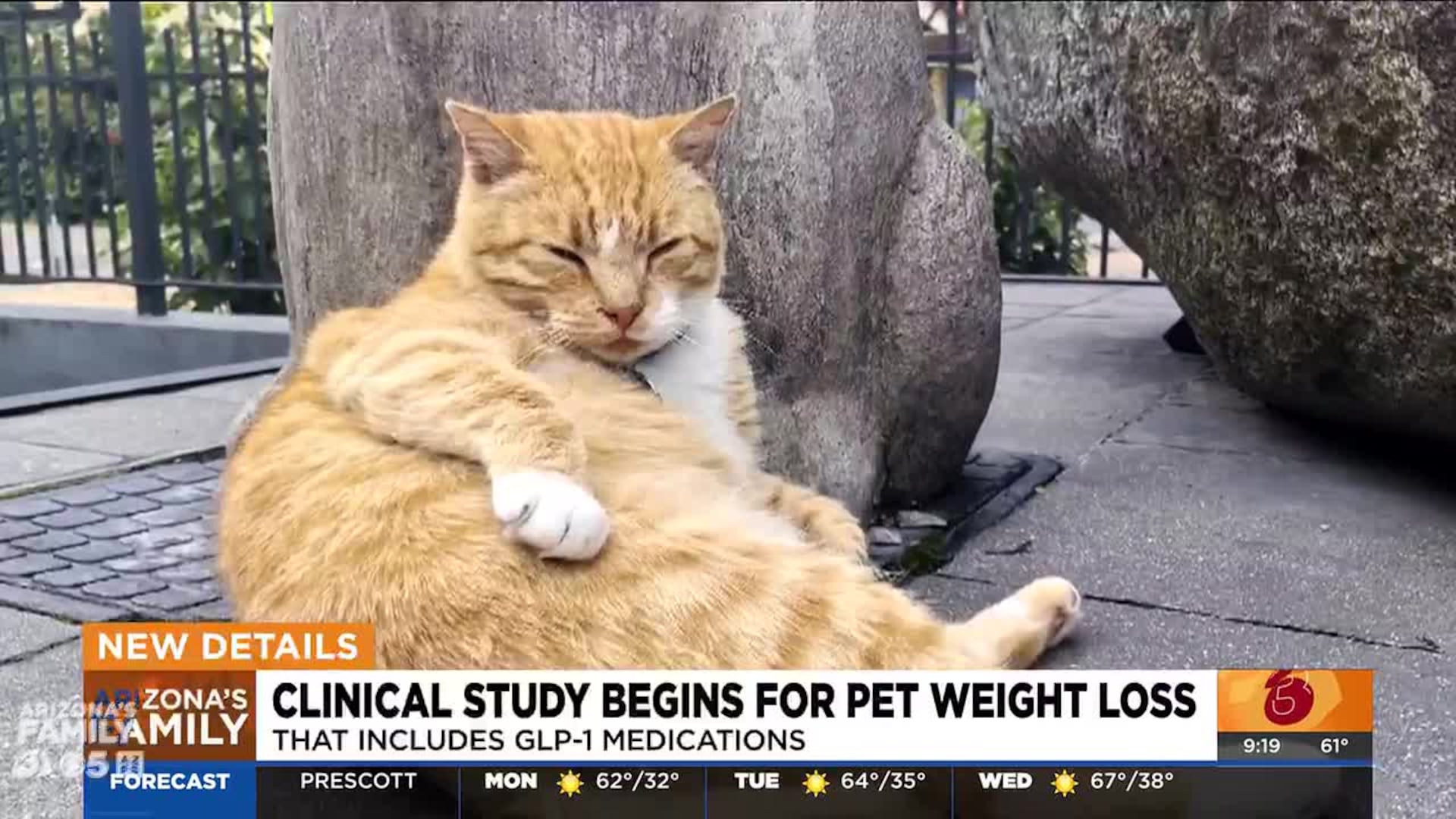 Clinical study begins for pet weight loss Clinical study begins for pet weight loss